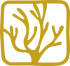 Mustard seaweed 1 Mustard seaweed 1