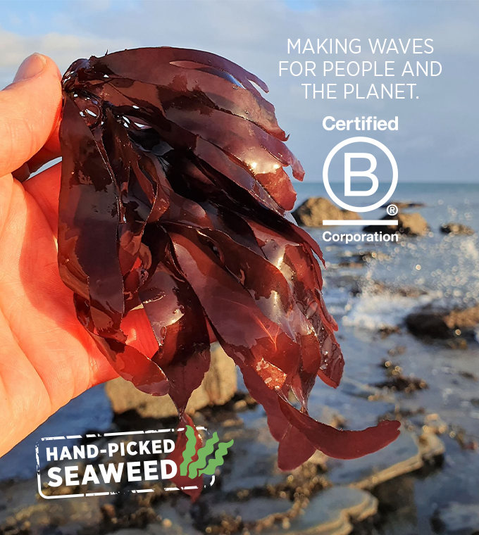 SHORE B Corp Web header (mobile)